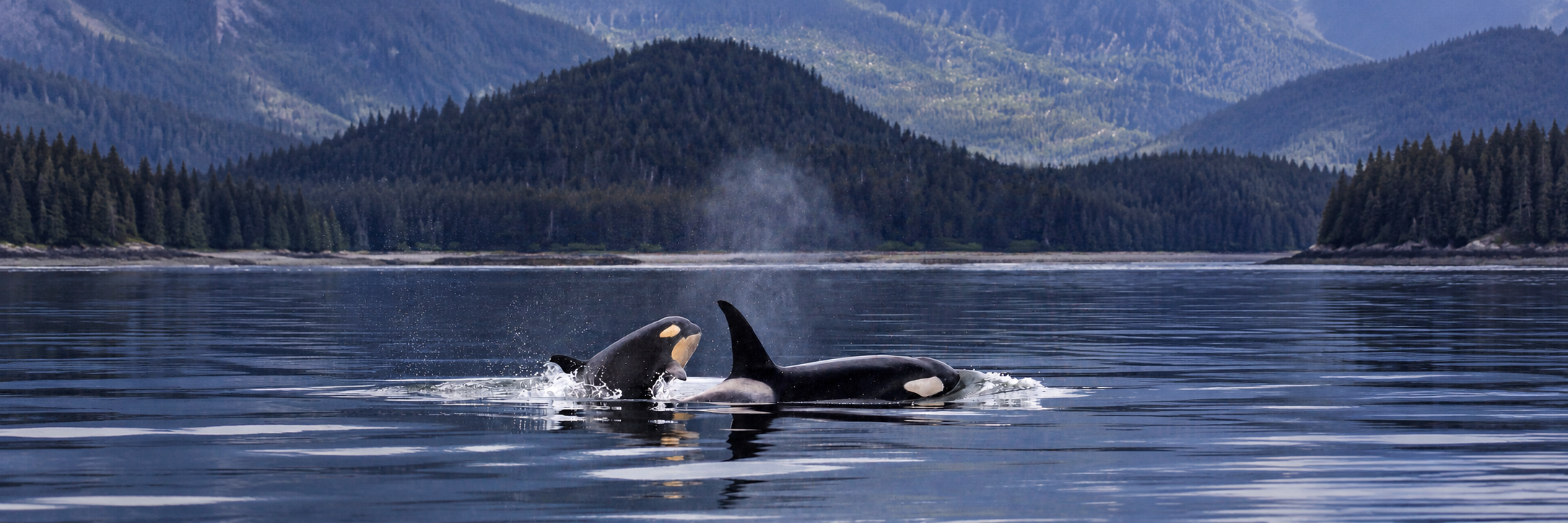 Two orcas in calm water beneath forested British Columbia coastal mountains